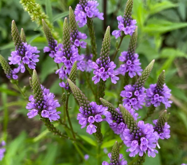 Blue Vervain Seeds, American Vervain (Verbena hastata) - Native Perenn ...