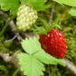 Graines de fraises sauvages, fraises des bois (Fragaria vesca) - Vivace - 100+ graines