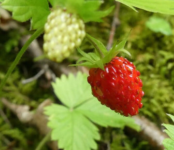 Fraisier des bois · 2