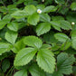 Graines de fraises sauvages, fraises des bois (Fragaria vesca) - Vivace - 100+ graines