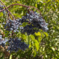 Blue Elderberry Seeds (Sambucus Caerulea)  - Hardiness Zone 5 (-29C / -20F) - 50+ Seeds