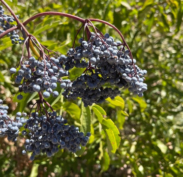 Sureau bleu · 3