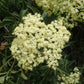 Blue Elderberry Seeds (Sambucus Caerulea)  - Hardiness Zone 5 (-29C / -20F) - 50+ Seeds