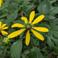 Cutleaf Coneflower (Rudbeckia laciniata) - Native Perennial Flower - 100+ Seeds