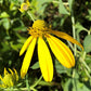 Cutleaf Coneflower (Rudbeckia laciniata) - Native Perennial Flower - 100+ Seeds