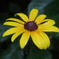 Black Eyed Susan (Rudbeckia hirta) - Biennial Wildflower - 40+ Seeds