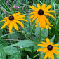 Black Eyed Susan (Rudbeckia hirta) - Biennial Wildflower - 40+ Seeds