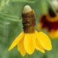 Rudbeckia columnifera, equinácea de pradera vertical, flor perenne nativa, más de 50 semillas