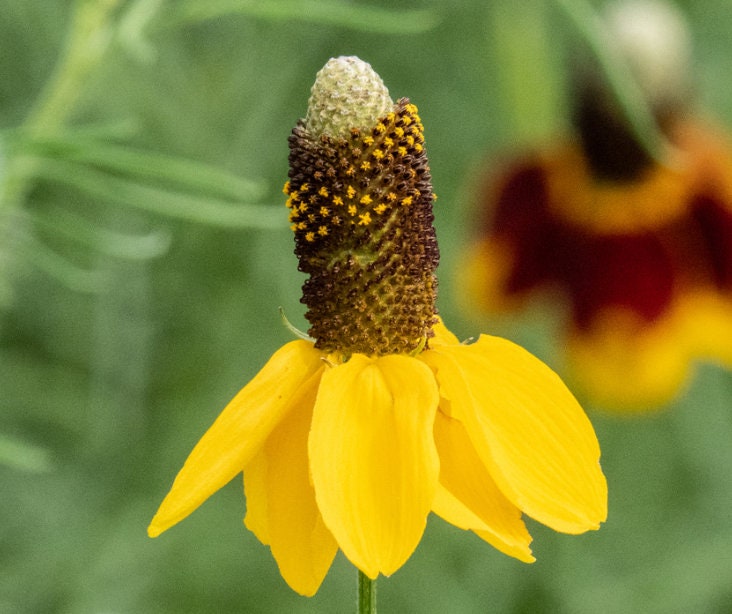 Upright Prairie Coneflower, Mexican Hat (Rudbeckia columnifera) - Native Perennial Flower - 50+ Seeds