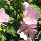 Hollyhock Mallow, Vervain Mallow (Malva alcea) - Perennial Flower - 30+ Seeds