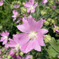 Hollyhock Mallow, Vervain Mallow (Malva alcea) - Perennial Flower - 30+ Seeds