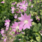 Hollyhock Mallow, Vervain Mallow (Malva alcea) - Perennial Flower - 30+ Seeds