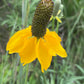 Rudbeckia columnifera, equinácea de pradera vertical, flor perenne nativa, más de 50 semillas