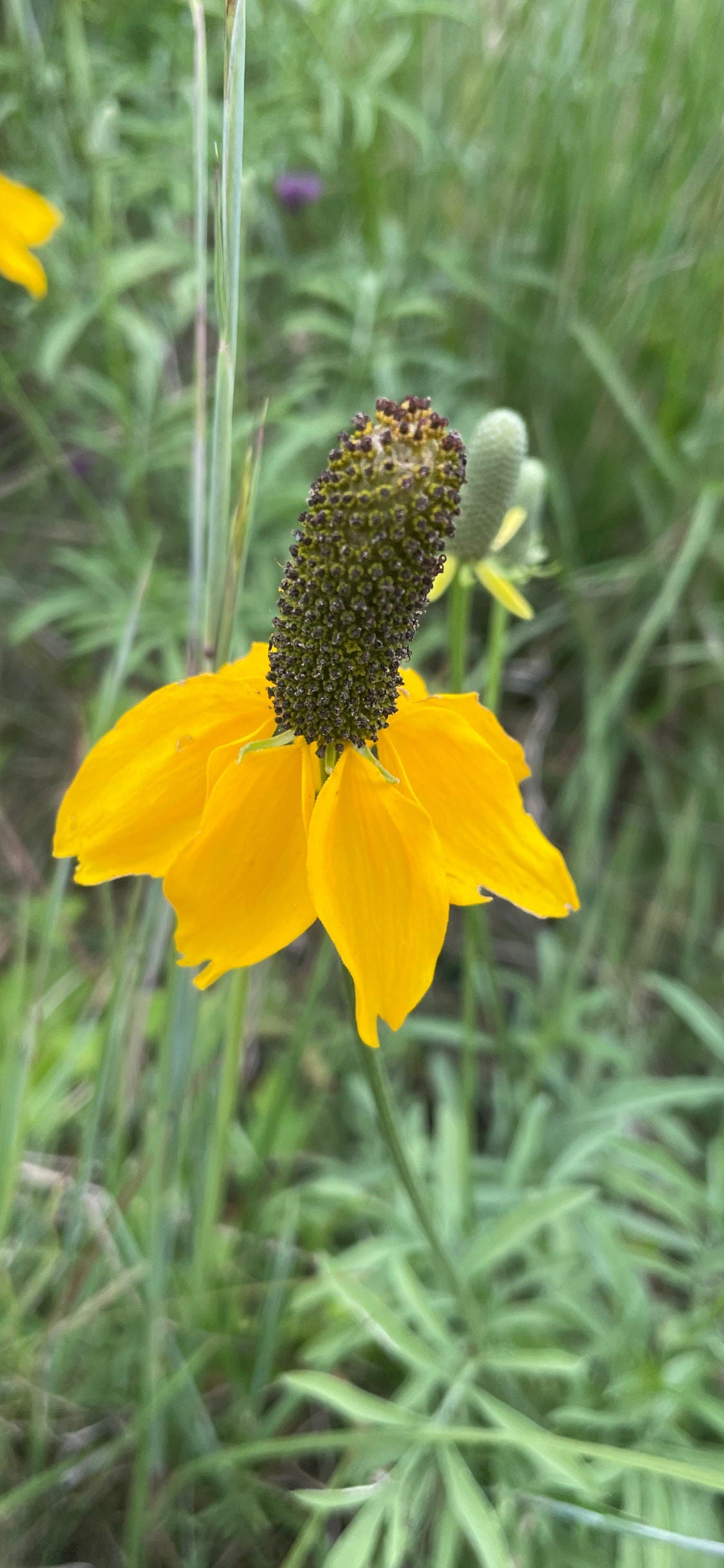 Upright Prairie Coneflower, Mexican Hat (Rudbeckia columnifera) - Native Perennial Flower - 50+ Seeds