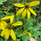 Cutleaf Coneflower (Rudbeckia laciniata) - Native Perennial Flower - 100+ Seeds