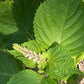 Korean Perilla, Beefsteak Plant (Perilla frutescens) - Annual Herb - 50+ Seeds