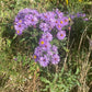 Aster de Nueva Inglaterra (Symphyotrichum novae-angliae) - Flor perenne nativa - Más de 100 semillas