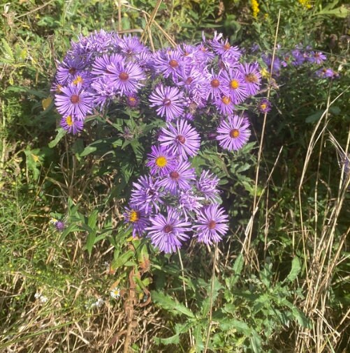 New England Aster (Symphyotrichum novae-angliae) - Native Perennial Flower - 100+ Seeds