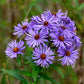 Aster de Nueva Inglaterra (Symphyotrichum novae-angliae) - Flor perenne nativa - Más de 100 semillas
