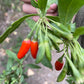 Semillas de bayas de Goji (Lycium barbarum) - Perenne - Zona 3 - Más de 30 semillas