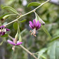 Semillas de bayas de Goji (Lycium barbarum) - Perenne - Zona 3 - Más de 30 semillas