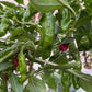 Pepperoncini Pepper - Pepper Seeds - Heirloom Mild Hot Pepper - 10+ Seeds