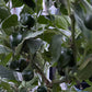 Sweet Cherry Pimento Pepper - Pepper Seeds - Heirloom Sweet Pepper - 10+ Seeds