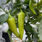 Sweet Banana Pepper - Pepper Seeds - Heirloom Sweet Pepper - 10+ Seeds