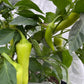 Sweet Banana Pepper - Pepper Seeds - Heirloom Sweet Pepper - 10+ Seeds