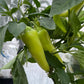 Sweet Banana Pepper - Pepper Seeds - Heirloom Sweet Pepper - 10+ Seeds