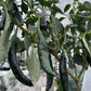 Pasilla Bajio Pepper - Pepper Seeds - Heirloom Hot Pepper - 10+ Seeds