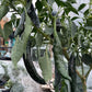 Pasilla Bajio Pepper - Pepper Seeds - Heirloom Hot Pepper - 10+ Seeds