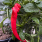 Jimmy Nardello Pepper - Pepper Seeds - Heirloom Sweet Pepper - 10+ Seeds