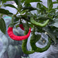Fushimi - Graines de poivre - Piment doux japonais héritage - 10+ graines