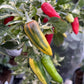 Fish - Pepper Seeds - Heirloom Hot Pepper - 10+ Seeds