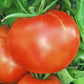 Abe Lincoln - Tomato Seeds - Heirloom Tomato - 25+ Seeds