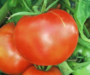 Abe Lincoln - Semillas de tomate - Tomate reliquia - Más de 25 semillas