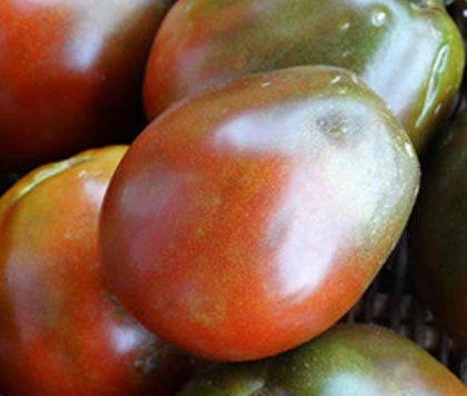 Japanese Black Trifele - Tomato Seeds - Heirloom Tomato - 25+ Seeds