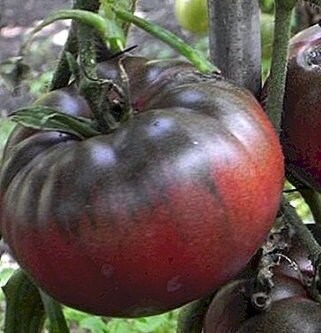 Black Krim - Semillas de tomate - Tomate reliquia - Más de 25 semillas