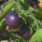 Graines de myrtilles et de tomates - Tomates anciennes - 25+ graines