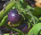 
Blueberry