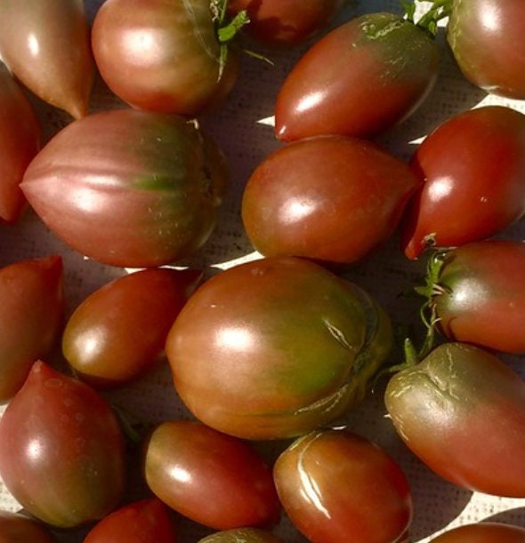 Púrpura Ruso - Semillas de Tomate - Tomate Heirloom - Más de 25 Semillas