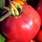 Pink Brandywine - Graines de tomates - Tomates anciennes - 25+ graines
