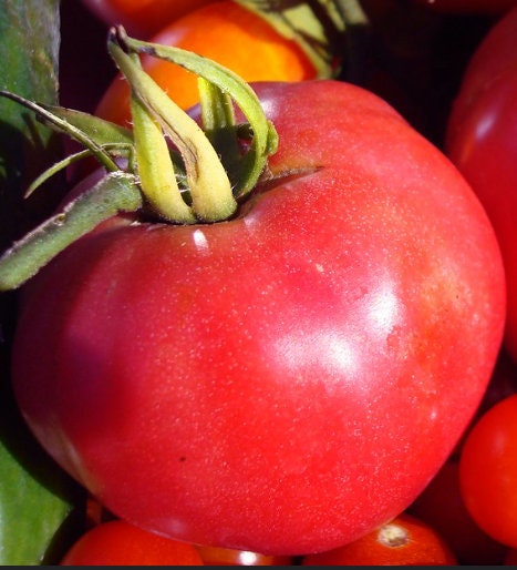 Pink Brandywine - Semillas de tomate - Tomate reliquia - Más de 25 semillas