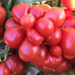 Godzilla - Graines de tomates - Tomates anciennes - 25+ graines
