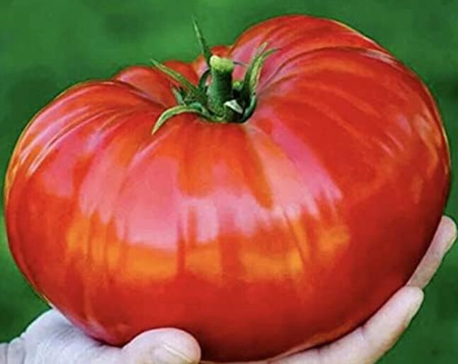 German Giant - Tomato Seeds - Heirloom Tomato - 25+ Seeds