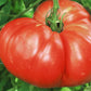 Graines de tomates géantes allemandes - Tomate Heirloom - 25+ graines