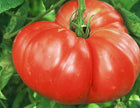 
German Giant