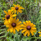 Black Eyed Susan (Rudbeckia hirta) - Biennial Wildflower - 40+ Seeds