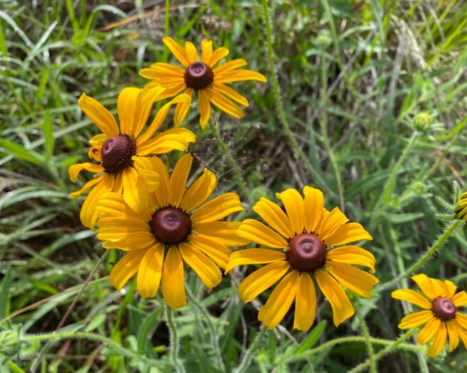 Black Eyed Susan (Rudbeckia hirta) - Biennial Wildflower - 40+ Seeds